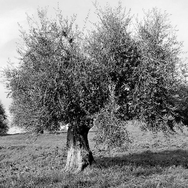 olivo