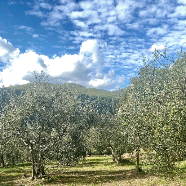 raccolta delle olive