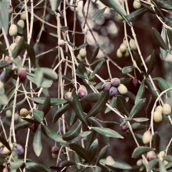 raccolta delle olive