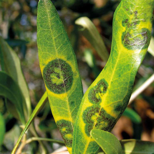 olivo occhio di pavone